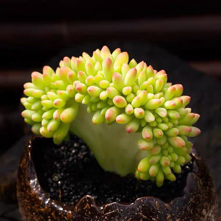 【春萌缀化】可爱 带香味的多肉植物稀有变异肉嘟嘟造型随机