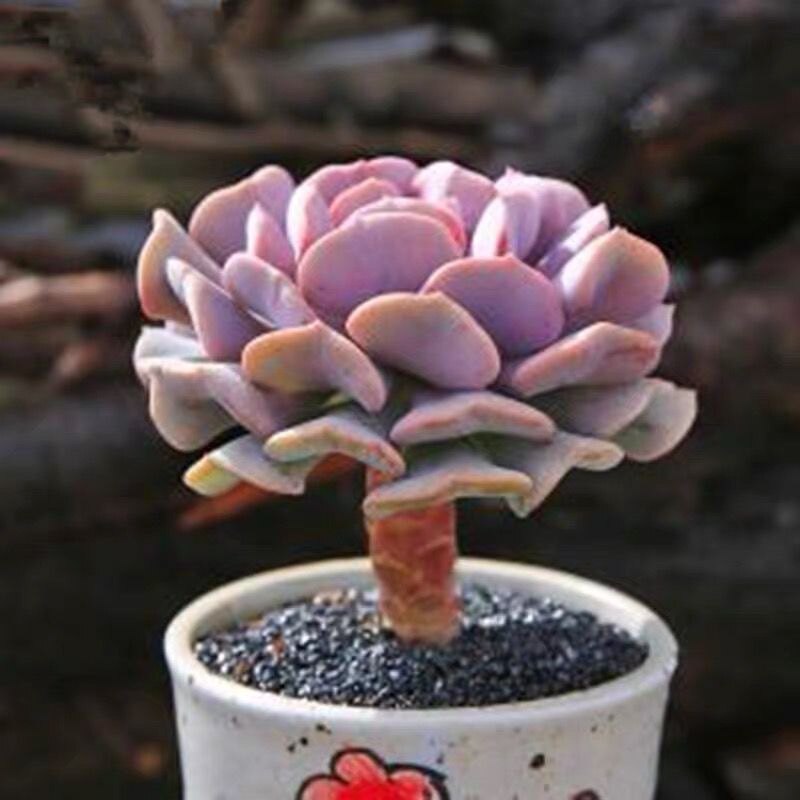 【雪精灵】多肉植物丘比特特玉莲杂交品种肉肉绿植花卉盆栽防辐