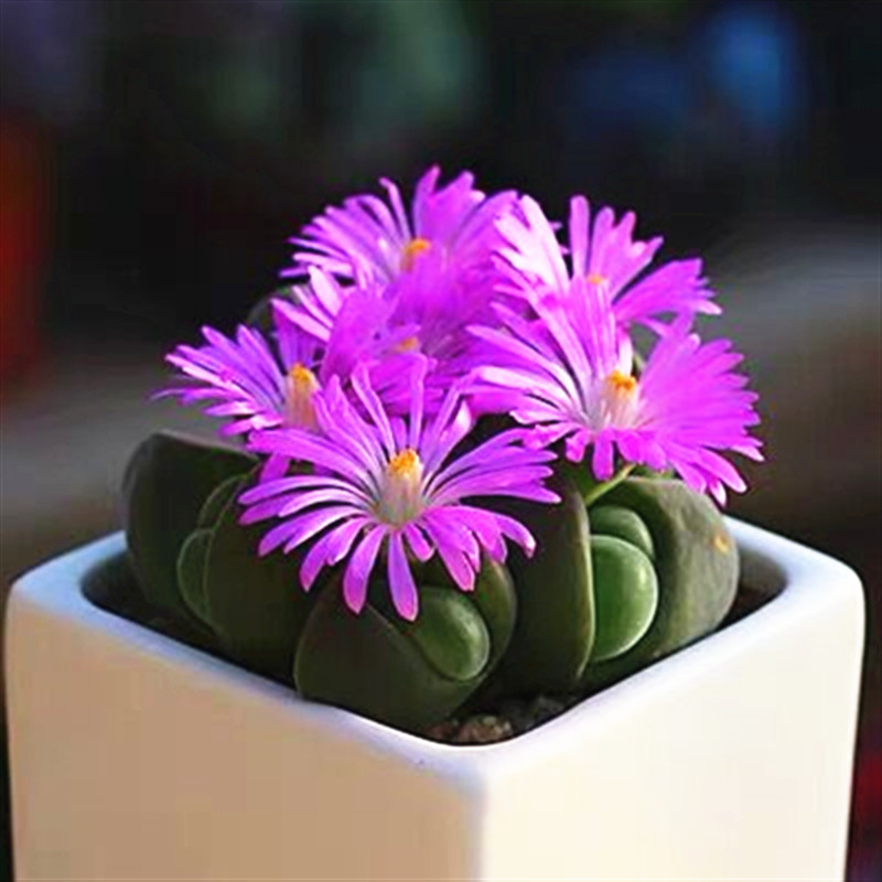 【无比玉】开花紫色多肉植物番杏藻铃玉驼峰花生石花多头阳台绿植