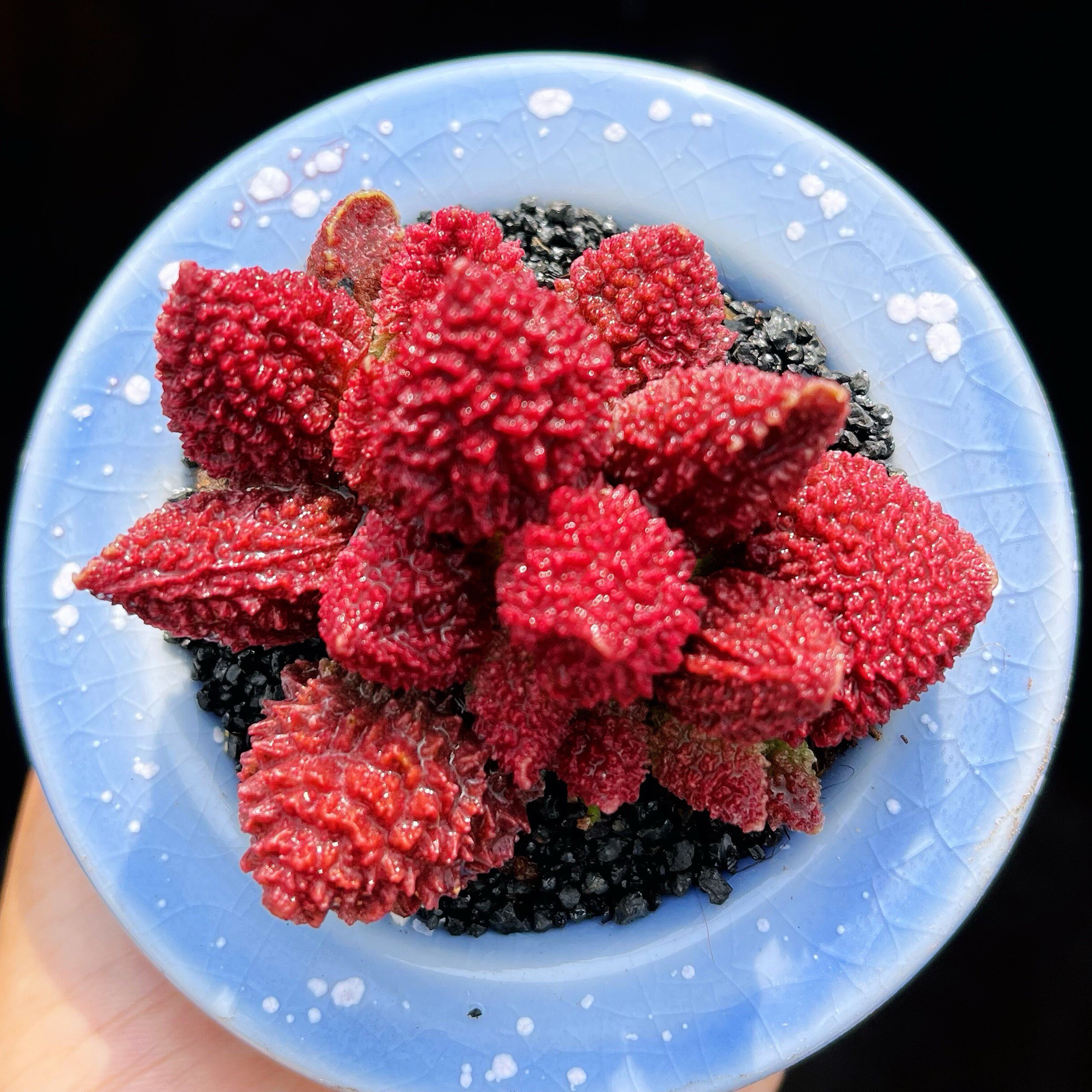 草莓朱紫玉 可爱小草莓多肉植物水泡大疣朱子玉韩国进口小盆5厘米