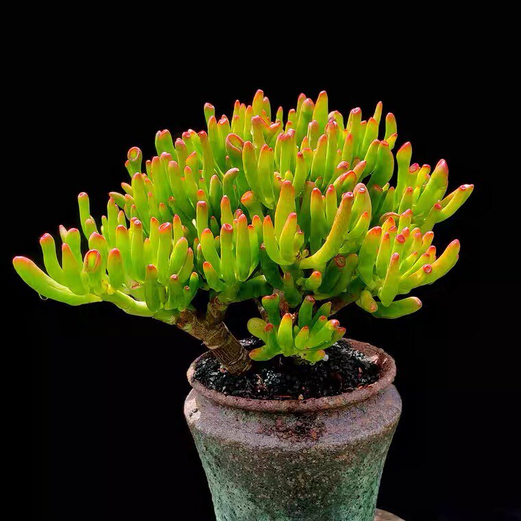 【吸财树老桩】吸财招财好运满满发财寓意马蹄形大颗多肉植物盆栽