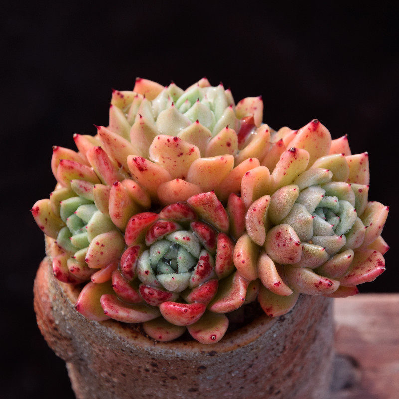 【血斑拉霍亚东云】3-4头稀有多肉东云系群生老桩 带血斑多肉植物