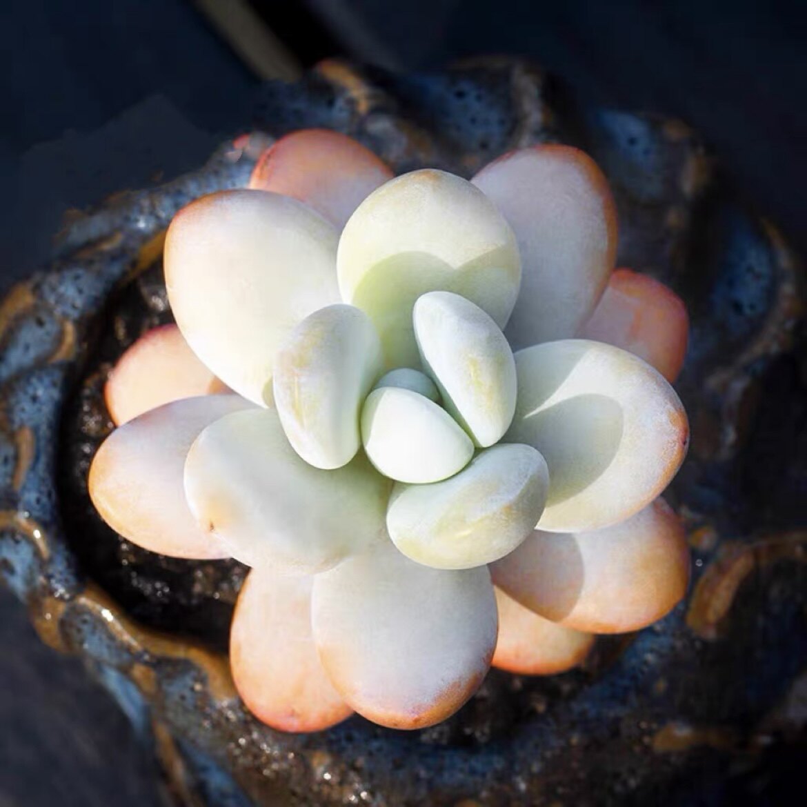 雪美人 仙气粉嫩饱满可爱单头4～5cm美好适合拇指花盆多肉植物