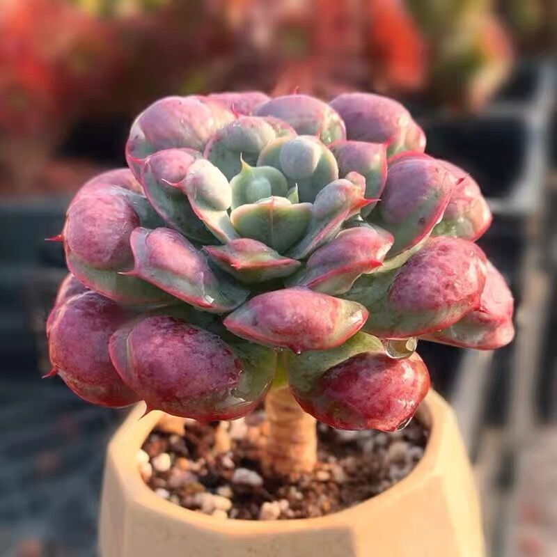 【雨滴】单头荷花粉色 粗腿老桩可爱仙气多肉 植物花卉