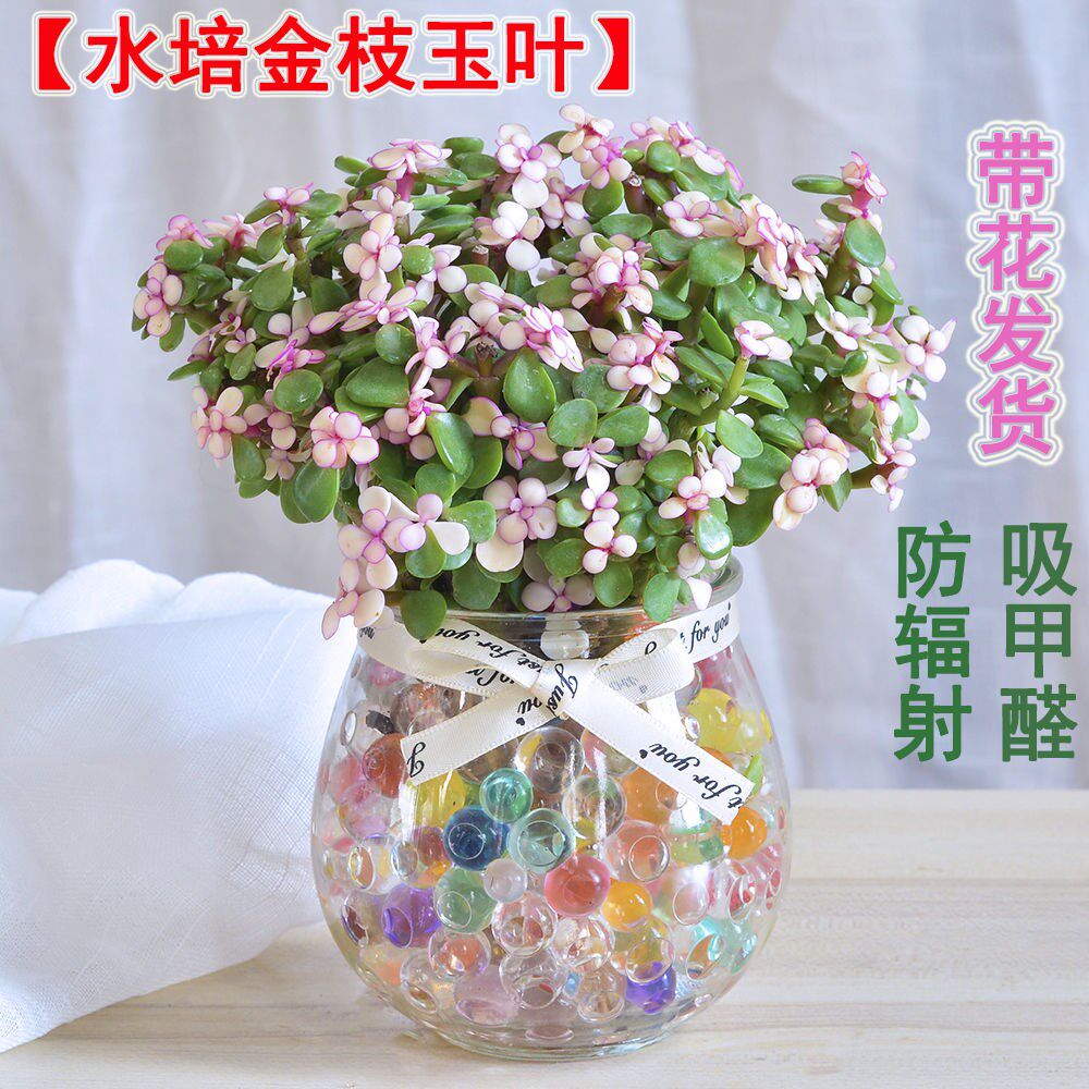 室内花草推荐价格 室内花草推荐图片 星期三