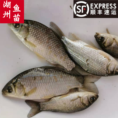 淡水鲫鱼顺丰包邮包活到家