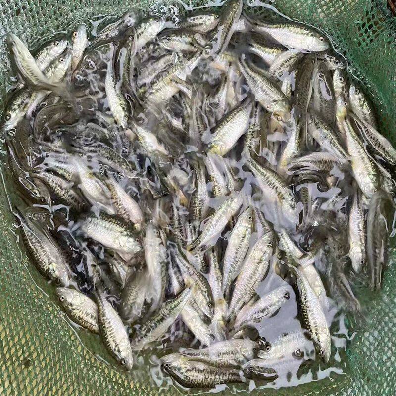淡水鲈鱼苗养殖加州鲈鱼大口黑鲈路亚鱼种凶猛肉食鱼食用包邮包活