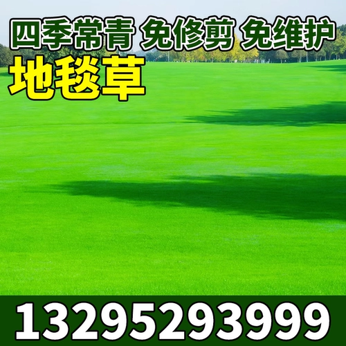 Импортированные семена семян ковровой травы, чтобы избежать обрезки виллы с высоким уровнем виллы Специальные Зеленые Семена Газона в семенах зимней травы четыре сезона вечнозеленые