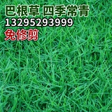 Семена сухожилий из говядины, склоны, хорошие семена травы, сухожилие дикой говядины, старое осли, железная нить трава, озеленение семян корневой травы.