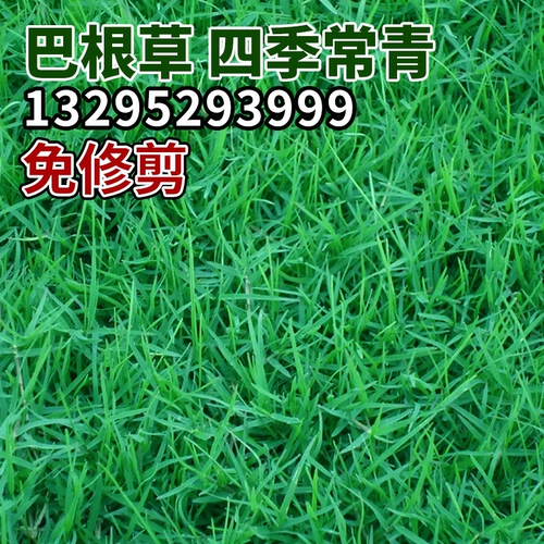 Семена сухожилий из говядины, склоны, хорошие семена травы, сухожилие дикой говядины, старое осли, железная нить трава, озеленение семян корневой травы.