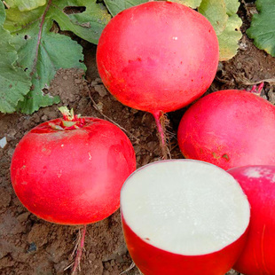 东北大红萝卜特大红皮红萝卜种子蔬菜四季播大红丰大红袍种籽种子
