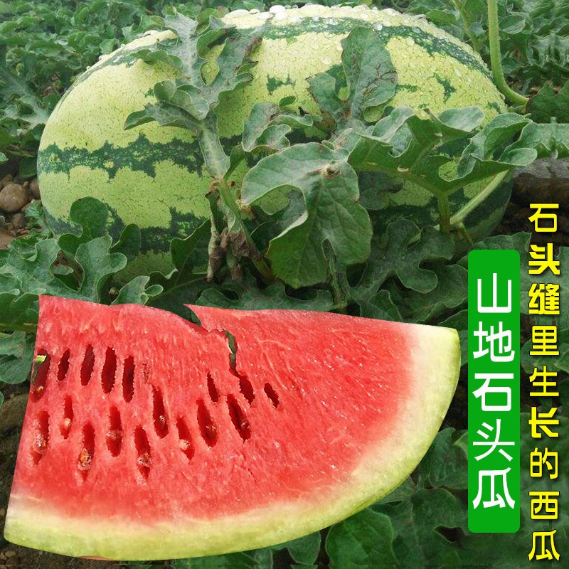 山地石头瓜西瓜种籽 四季 特大家庭园艺种子