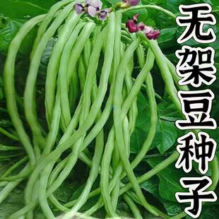 美国无架豆种 免搭架爬地豇豆 易种高产 家庭菜园 豆角种子 豇豆