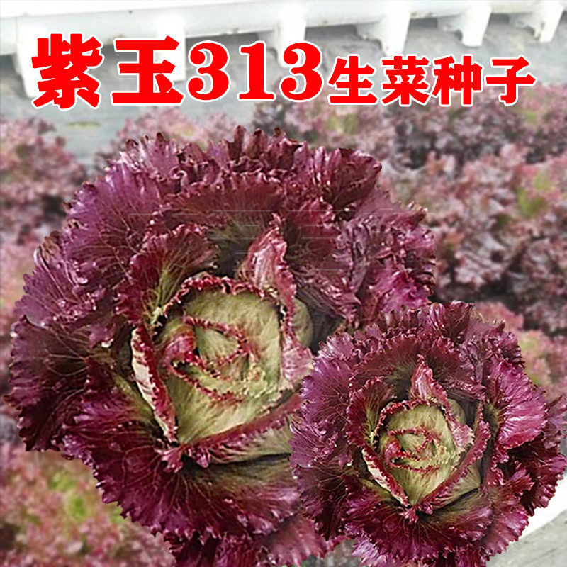 生菜种籽 紫色结球生菜紫玉313种子春秋冬播彩色杂交蔬菜籽高产