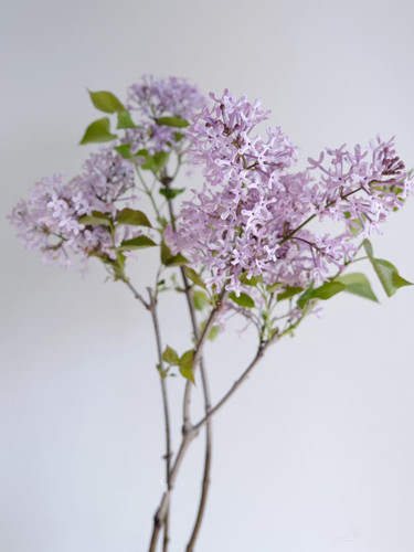 时令鲜切枝条紫色丁香花家居摆放小众花材江浙沪皖2扎包邮