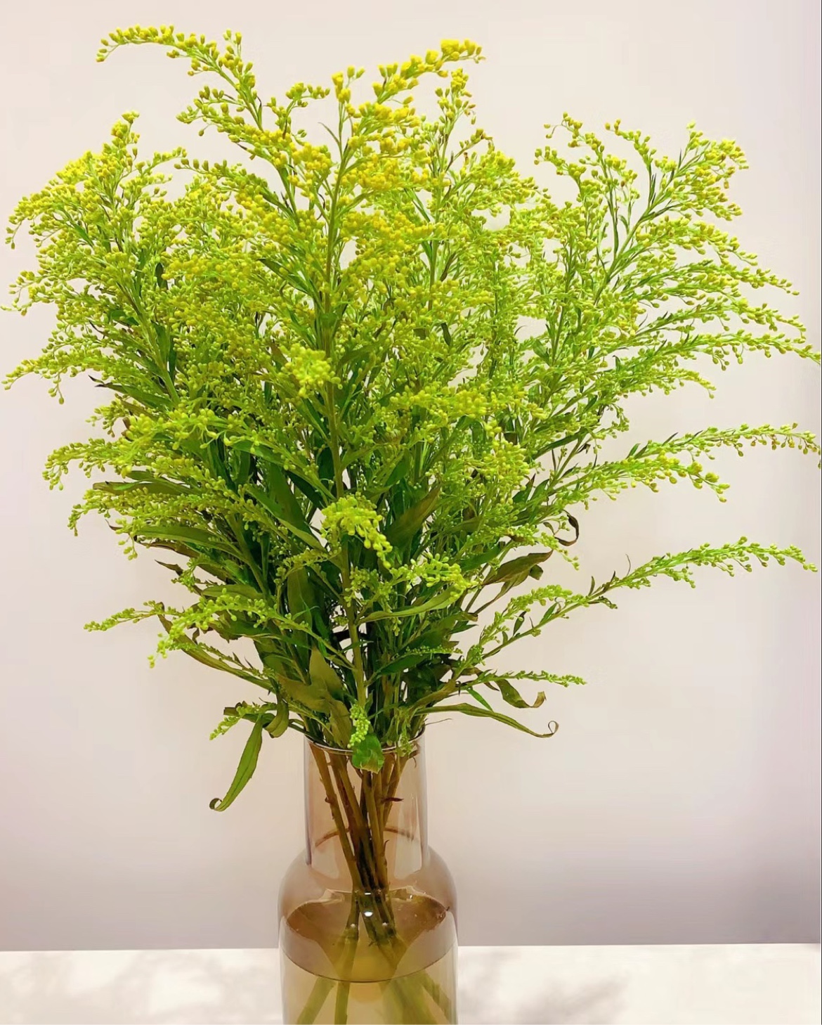 鲜花百搭配草黄莺幸福草10支一扎江浙沪皖2扎包邮