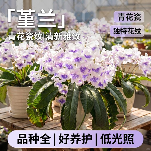 堇兰盆栽带花苞苦苣苔花苗室内耐阴花卉盆栽四季好养活耐寒大花苗