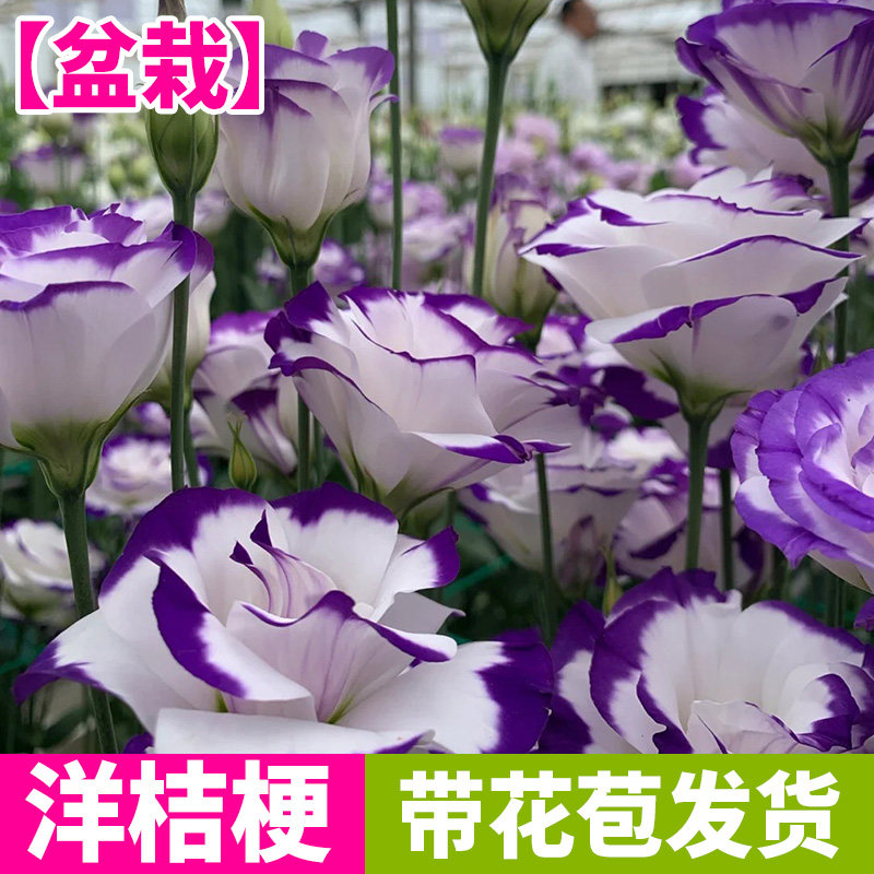 洋桔梗盆栽好养开花重瓣大苗带花图片