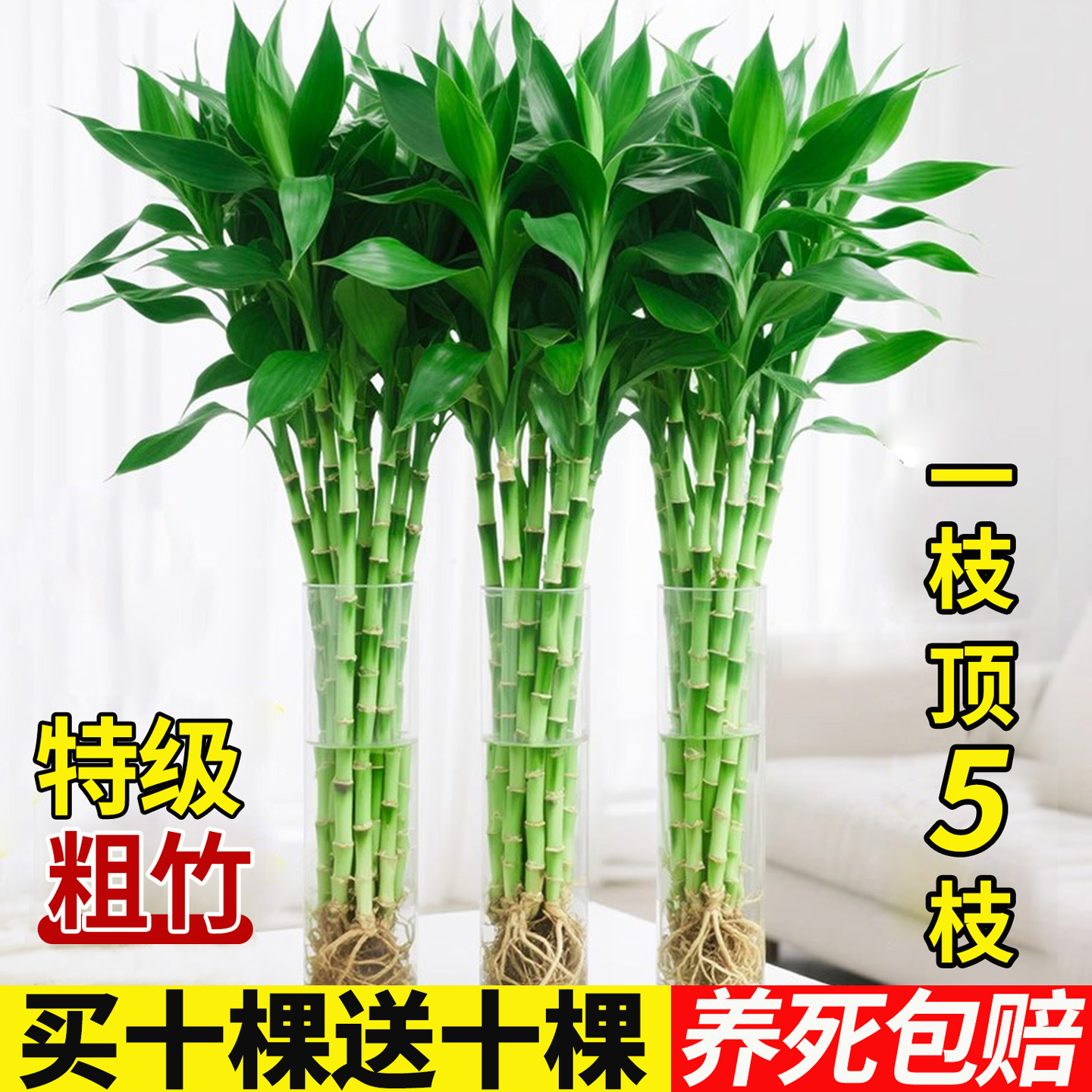 特级富贵竹水培植物客厅招财转运