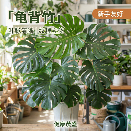 大叶龟背竹开背老桩室内水土培好养绿植盆栽耐阴四季常青净化空气