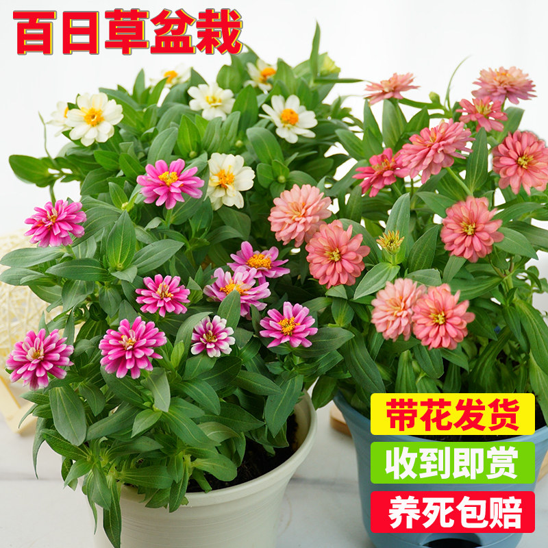 百日草花苗盆栽带花苞七彩重瓣百日菊耐旱耐热爆花步步高庭院花卉