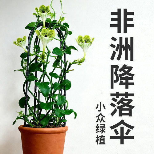 非洲降落伞阳台爬藤植物稀有花卉