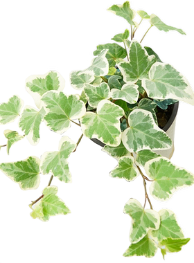 雪莹常春藤室内爬藤吊兰植物盆栽