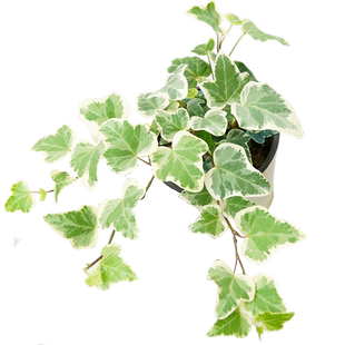 雪莹常春藤日本白化圆花叶绿植室内爬藤垂吊植物吊兰盆栽耐阴好养