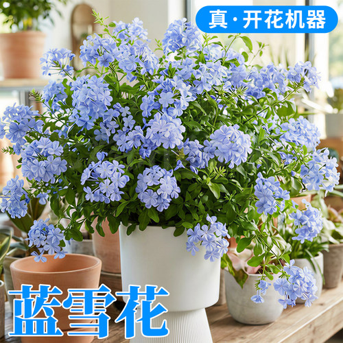 蓝雪花盆栽大苗带花苞庭院阳台花园观赏爬藤植物易爆花棒棒糖花卉