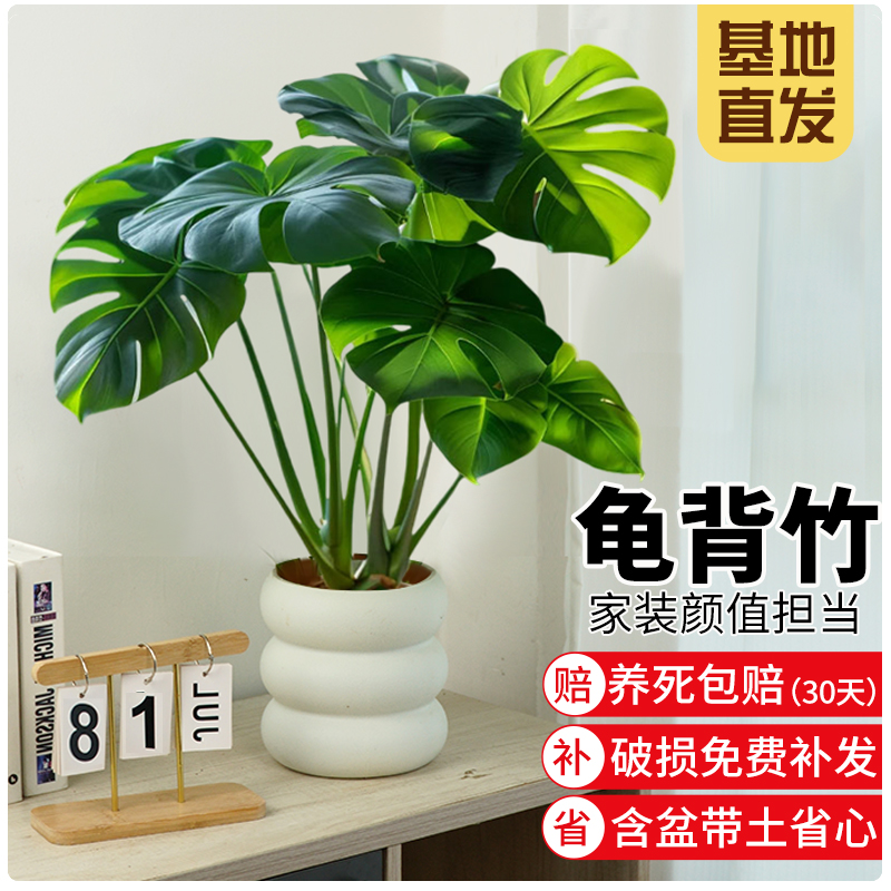 龟背竹绿植盆栽室内外好养易活