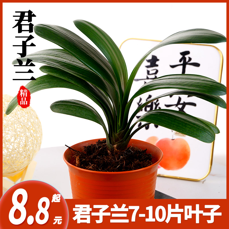 君子兰盆栽精品圆头兰花小苗客厅四季常青耐阴好养活开花观花绿植