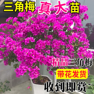 三角梅花树苗盆栽带花老桩特大苗云南紫中国红阳台爬藤绿植花卉