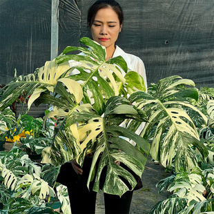 白锦龟背竹洒金白怪兽巨洞龟背竹室内大叶绿植客厅办公室盆栽植物