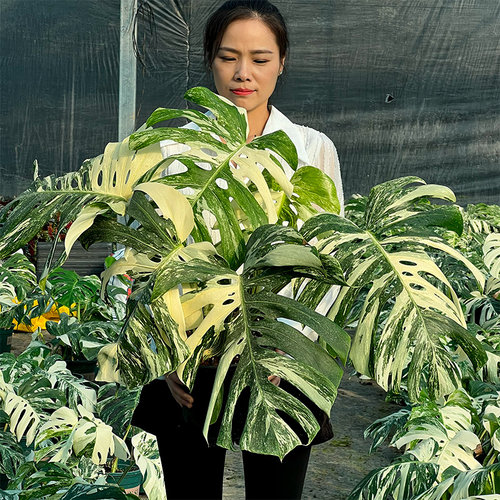 白锦龟背竹洒金白怪兽巨洞龟背竹