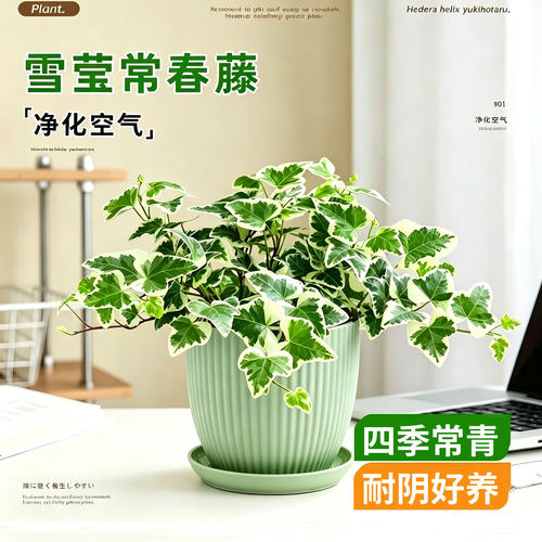 雪莹常春藤室内桌面绿植盆栽四季好养活观叶阳台垂吊植物净化空气