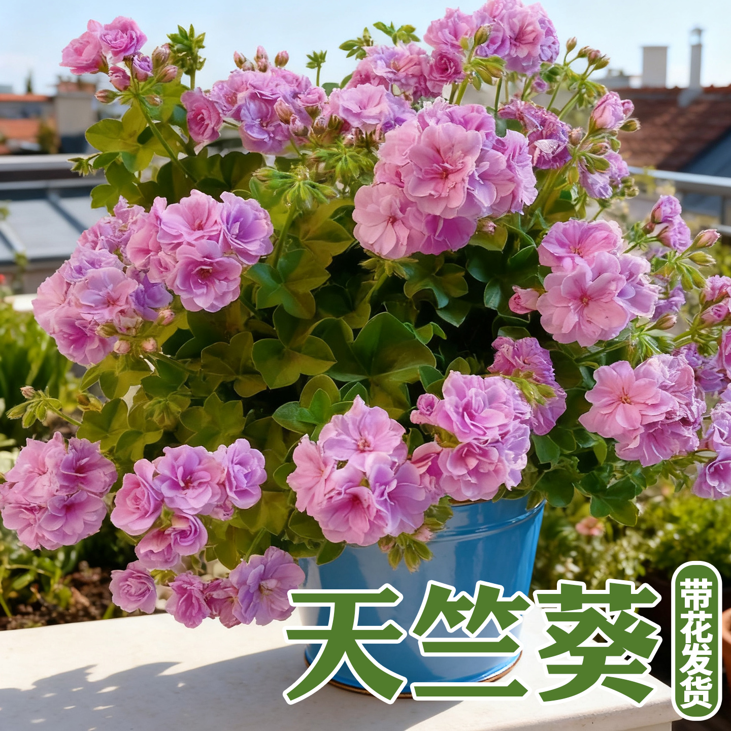 精品重瓣大花天竺葵盆栽带花苞庭院阳台四季花卉客厅好养活的绿植
