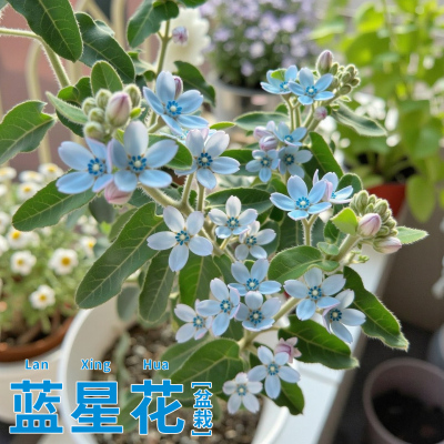 圆瓣蓝星花苗带花苞天蓝尖瓣木