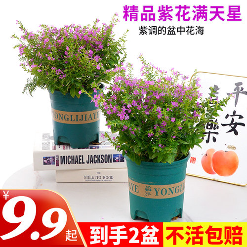 满天星鲜花盆栽带花室内好养花卉