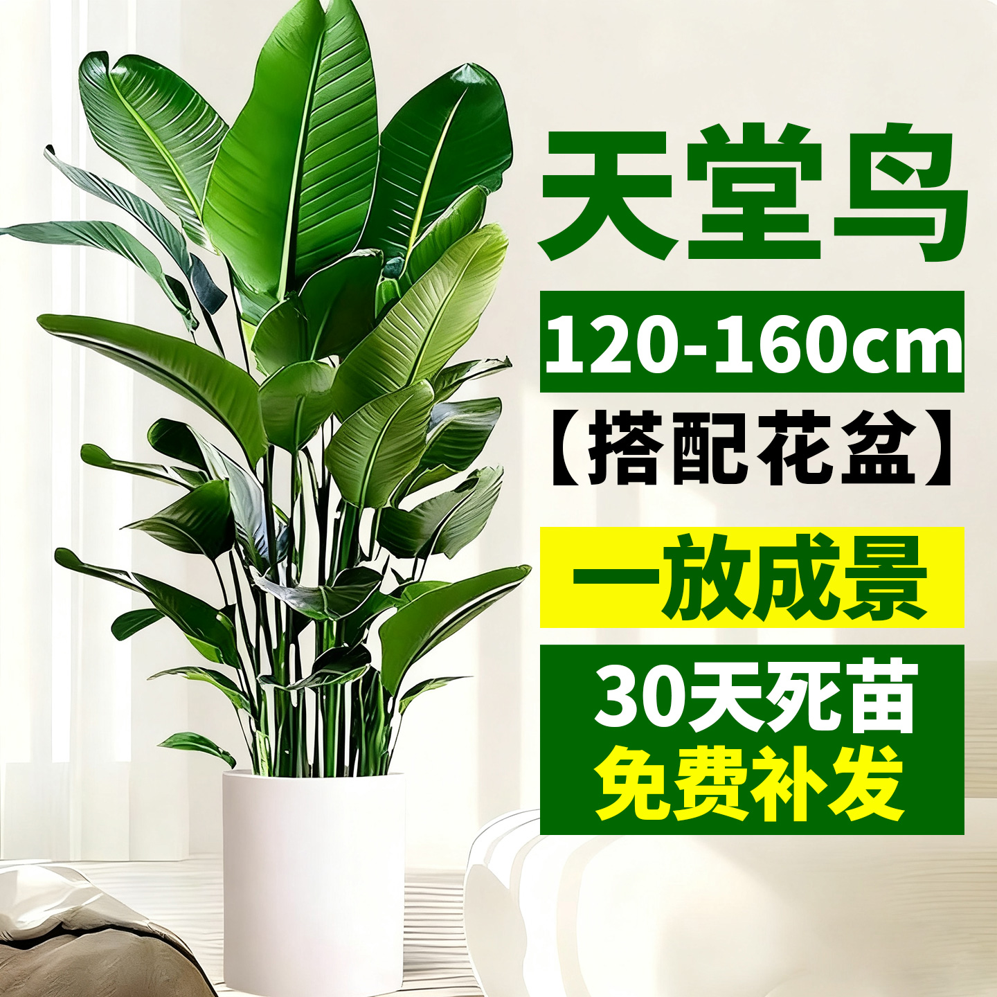 天堂鸟盆栽室内客厅高级感大型绿植办公室大叶植物高端鹤望兰耐阴