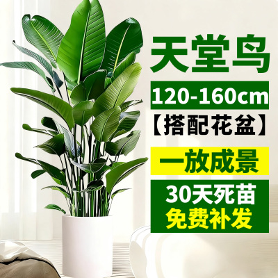 天堂鸟盆栽室内客厅耐阴大型绿植