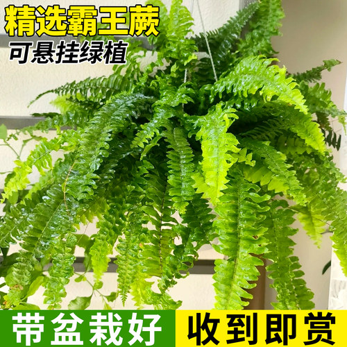 霸王蕨盆栽波斯顿长藤雨林绿植