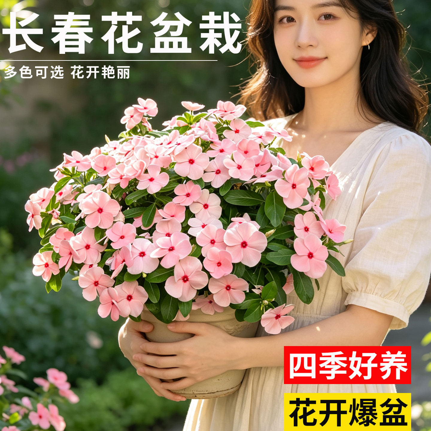 长春花盆栽带花苞天天开阳台庭院夏季爆花植物五色梅室内好养花卉