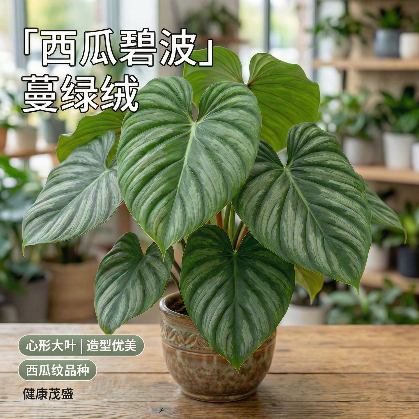西瓜皮碧浪蔓绿绒阳台室内好养绿植盆栽明脉蔓绿绒网红ins风热植图片
