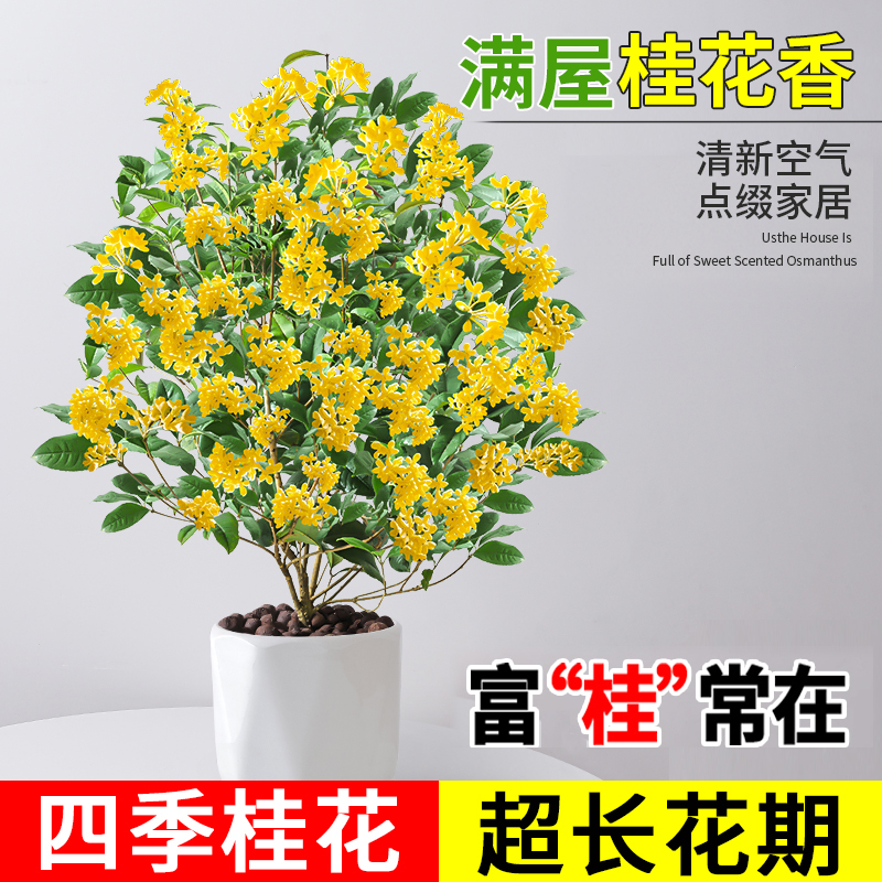 桂花树苗四季桂盆栽阳台庭院耐寒浓香大树可地栽开花不断绿植花卉