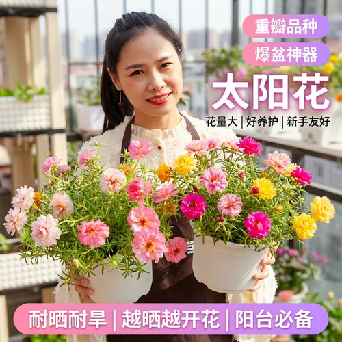 重瓣太阳花盆栽带花苞阳台庭院耐晒耐热花卉绿植好活易养大花花苗