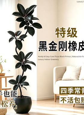 造型黑金刚橡皮树室内客厅大型绿植盆栽轻奢办公室内落地高端植物