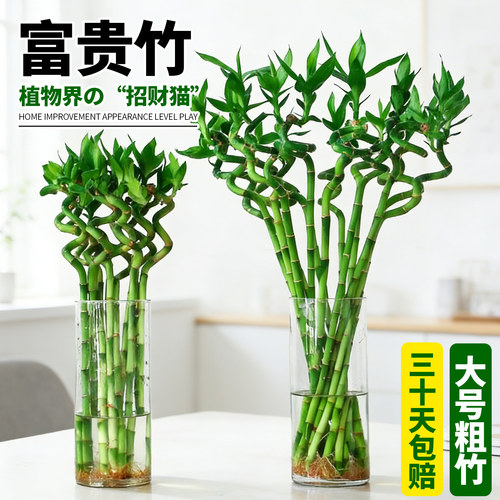 富贵竹室内好养水培植物转运竹水养带根粗杆带根节节高弯竹子盆栽