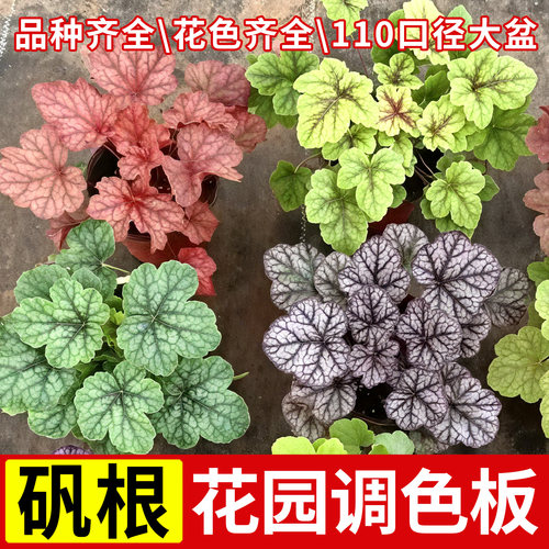 矾根盆栽阳台庭院耐寒地被花苗