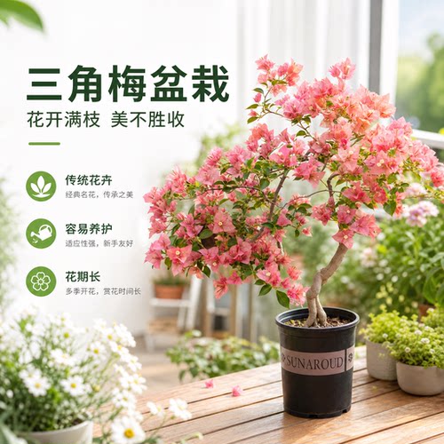重瓣三角梅盆栽绿樱漳红樱四季开花好养花卉大苗勤花老桩爬藤植物