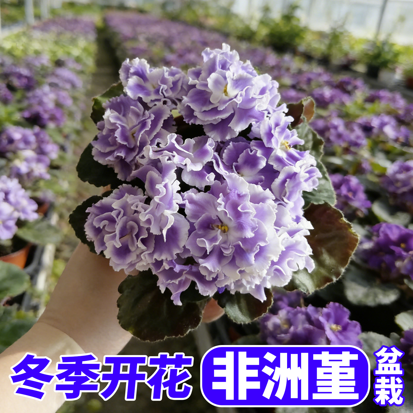 非洲堇盆栽带花苞室内耐阴花卉绿植非洲紫罗兰苦苣苔四季花卉多色